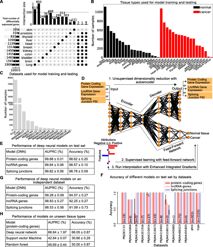 Identifying common transcriptome signatures of cancer by interpreting deep learning models