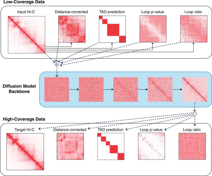Enhancing Hi-C contact matrices for loop detection with Capricorn: a multiview diffusion model