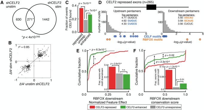Ancient antagonism between CELF and RBFOX families tunes mRNA splicing outcomes