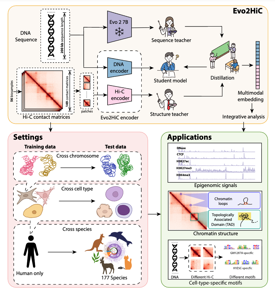 Evo2HiC: a multimodal foundation model for integrative analysis of genome sequence and architecture