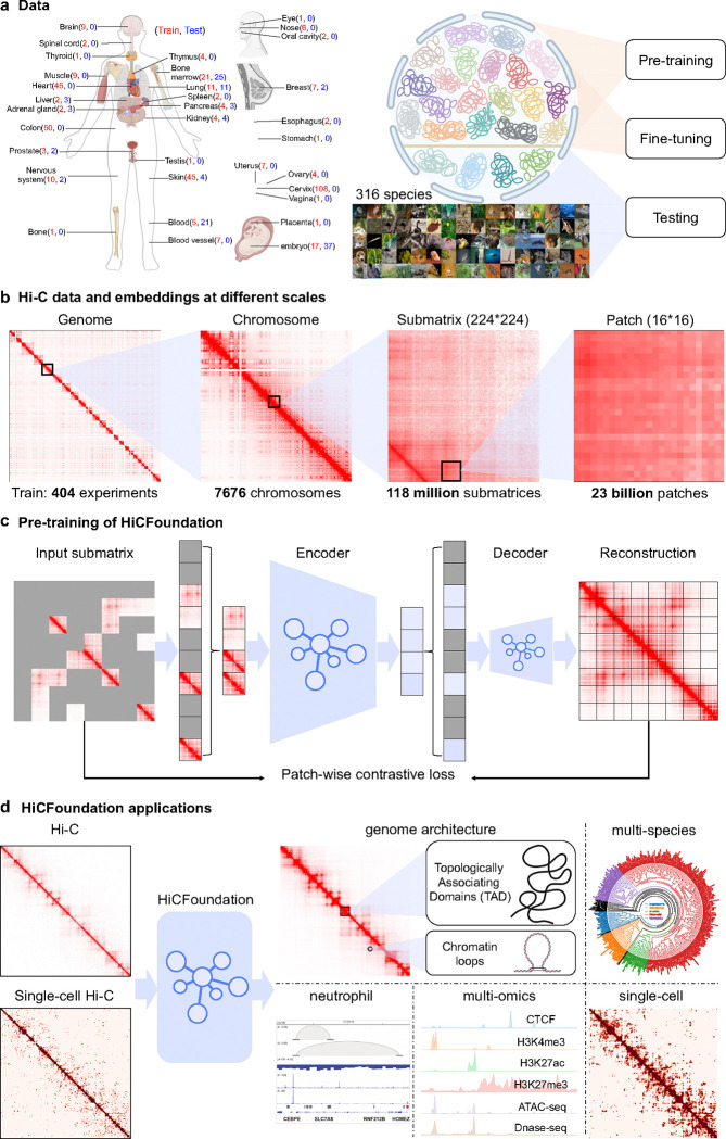 A generalizable Hi-C foundation model for chromatin architecture, single-cell and multi-omics analysis across species