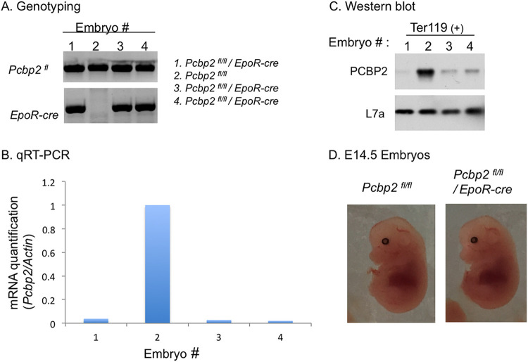 RNA-binding proteins PCBP1 and PCBP2 are critical determinants of murine erythropoiesis